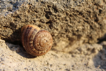 Snail shell attached to weathered rock