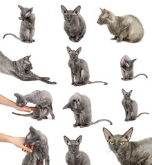 Fototapeta premium set of different Oriental shorthair cat sitting and watching, gray animal pet, domestic kitty, purebred Cornish Rex. Isolated on white background. Woman hand