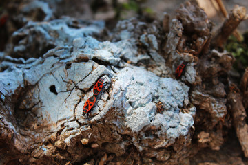 Red beetles on a sky blue painted tree stump
