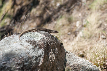 Closeup of .little lizard. on rock by sunny day