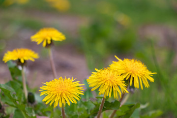 春の訪れ　かわいいたんぽぽ