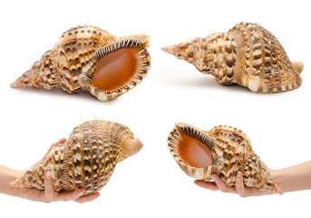 set of different big seashell with hand. Isolated on white background