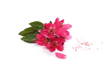 Wild apple flowers blooming with branch isolated on white background