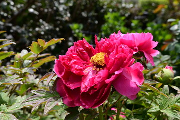 春の花イメージ素材、牡丹