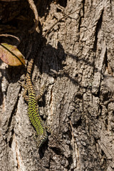 Green and Brown Lizard on a Tree Trunk - Italy