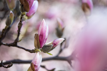 Obraz premium Rosa Magnolienblüten im Frühling 
