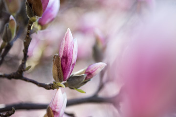 Fototapeta premium Rosa Magnolienblüten im Frühling 