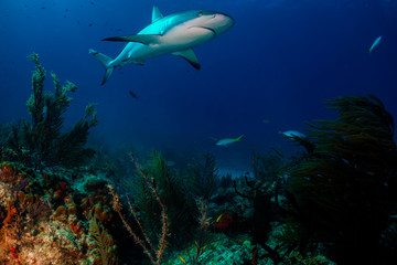 Fototapeta na wymiar Caribbean reef shark over reef