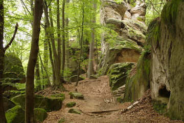 Remote trail in the woods.