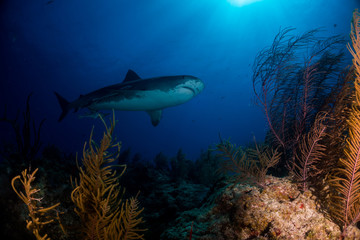 Tiger shark Bahamas