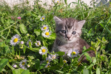 Little curious tabby kitten playing outdoor in green grass. Summer sunny day. 