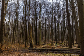 Obraz premium Gespensterwald nienhagen