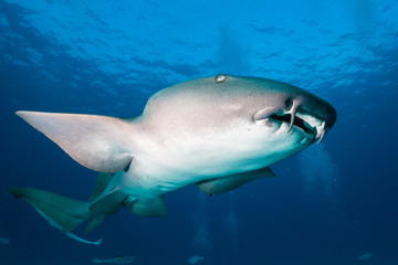 Nurse shark bahamas bimini