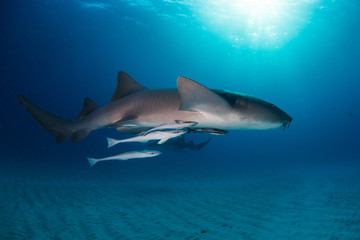 Nurse shark bahamas bimini