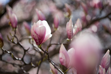 Rosa Magnolienblüten im Frühling 