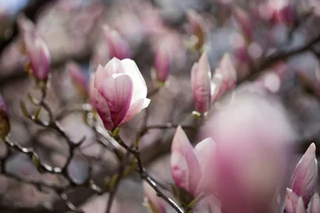 Foto op Canvas Rosa Magnolienblüten im Frühling  © Patrick Daxenbichler