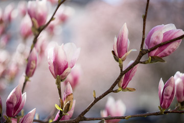 Rosa Magnolienblüten im Frühling 