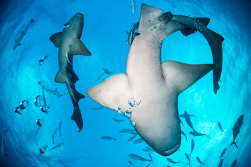 Nurse shark bahamas bimini