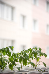 Seedling tomato house on the windowsill in spring before planting