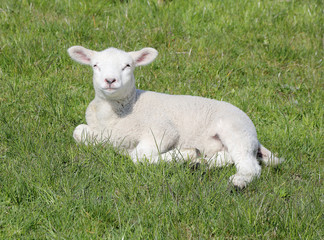 Fototapeta premium Osterlamm