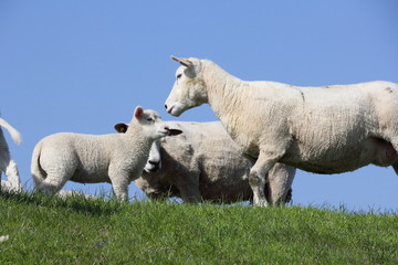 Schafe auf dem Deich