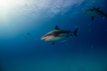 Fototapeta na wymiar Bull shark Bahamas Bimini