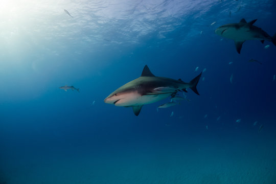 Bull shark Bahamas Bimini