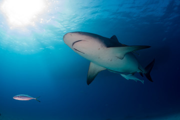 Bull shark Bahamas Bimini