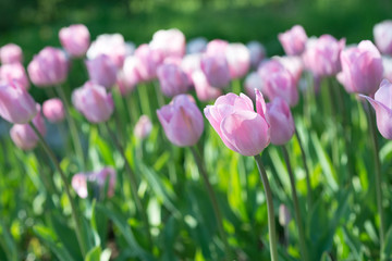 Fototapeta premium Flowers pink tulips in the garden