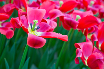 Red tulips in the spring garden. Easter background.