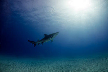 Bull shark Bahamas Bimini