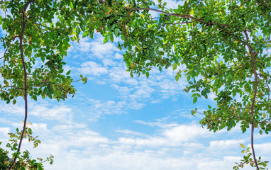 Obraz premium sky and plants