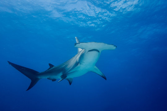 Great hammerhead shark Bahamas Bimini © hakbak