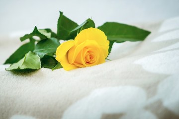 Gelbe Rose 