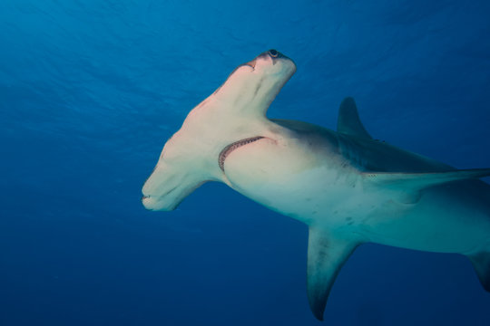 Great hammerhead shark Bahamas Bimini