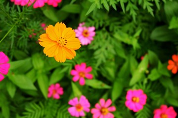 Zinnia violacea Cav. flower