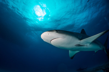 Fototapeta premium Reef Shark Bahamas