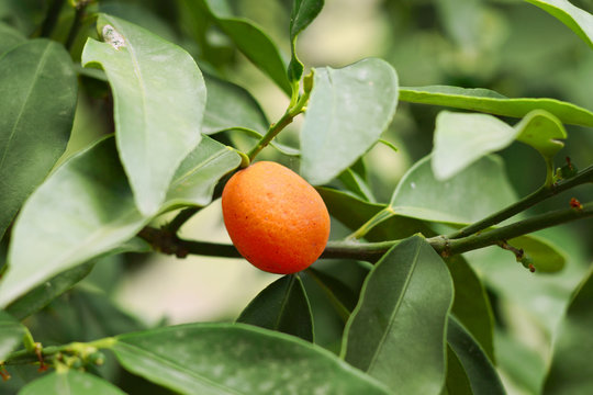 Kumquat en su &aacute;rbol
