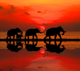 Fototapeta premium silhouette elephants in the landscape on blurry sunset.
