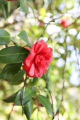 Camelia