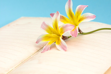 Colorful spring flowers, with blank open diary for text, on light blue background.