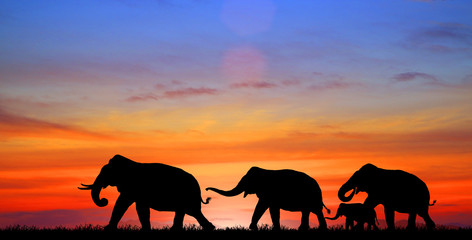 Naklejka na ściany i meble silhouette elephants in the landscape on blurry sunset.