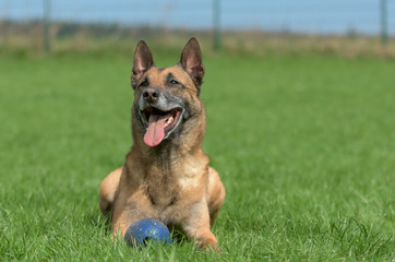 Entspannter belgischer Schäferhund auf einer Wiese