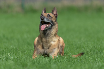 Belgischer Schäferhund sitzt gemütlich auf einer Wiese