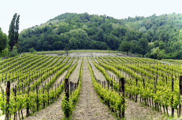 Fototapeta na wymiar Vineyard in Italian northern valley, in a cloudy day