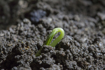 Obraz premium Rising seed with cotyledons grows from crumbly soil