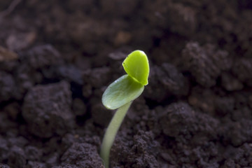Rising seed with cotyledons grows from crumbly soil