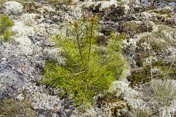 A small pine on a granite rock.