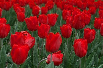 Obraz premium 赤いチューリップ