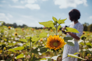Girl in the sunflowers field holding old vintage camera taking photo enoying the sun picking up flower dancing laughing spinning and talking with big smile / red lip stick